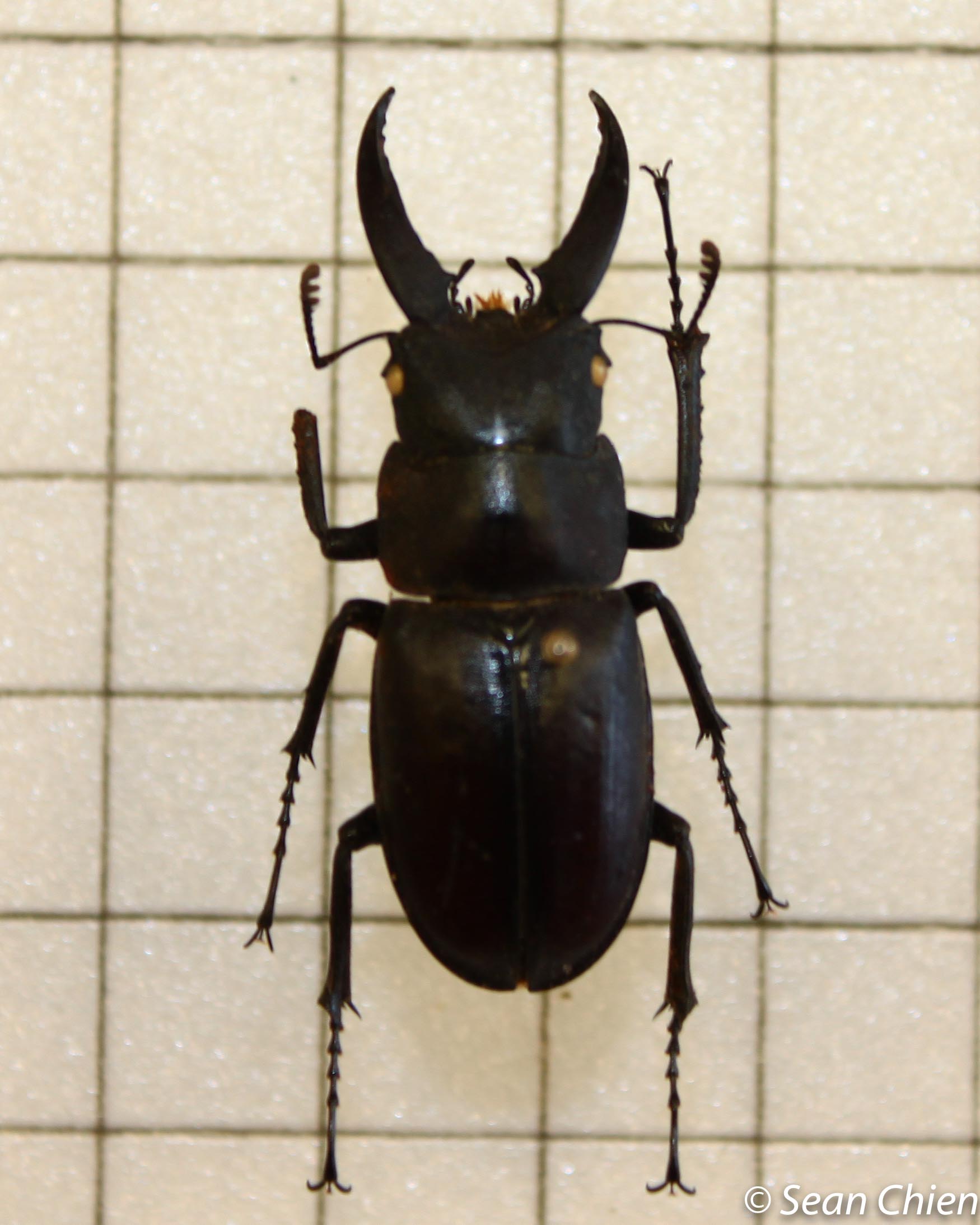 beetle