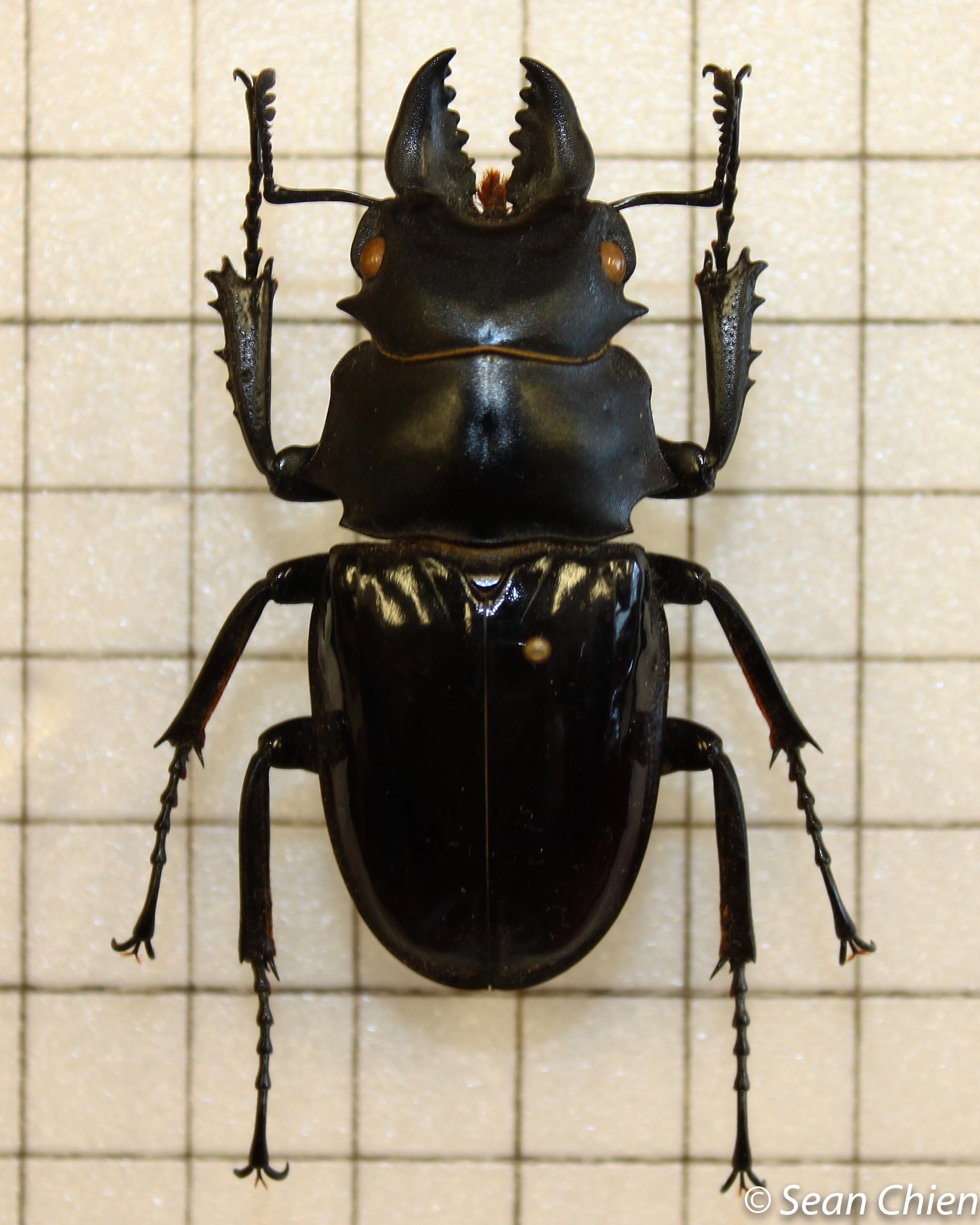 beetle