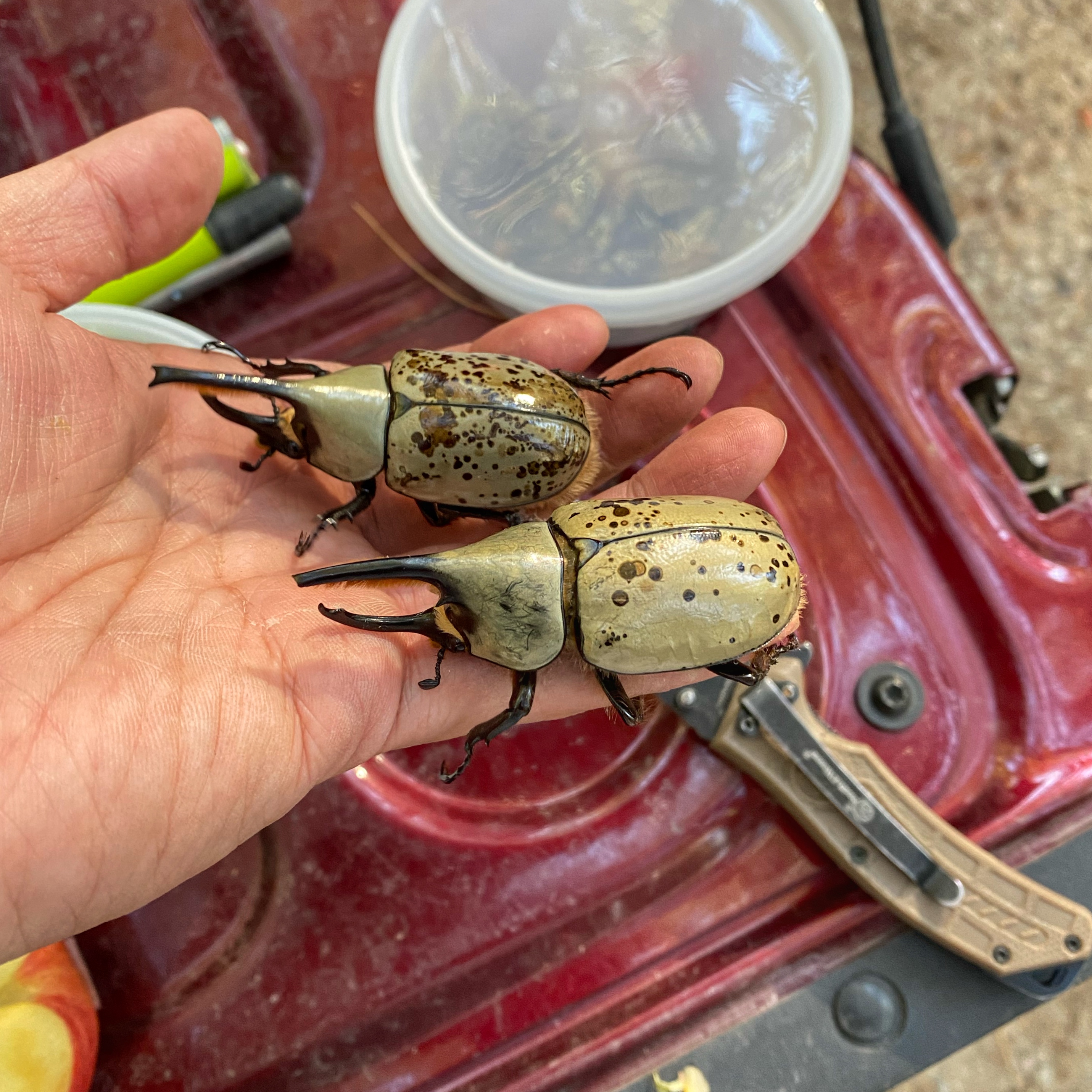 Dynastes grantii