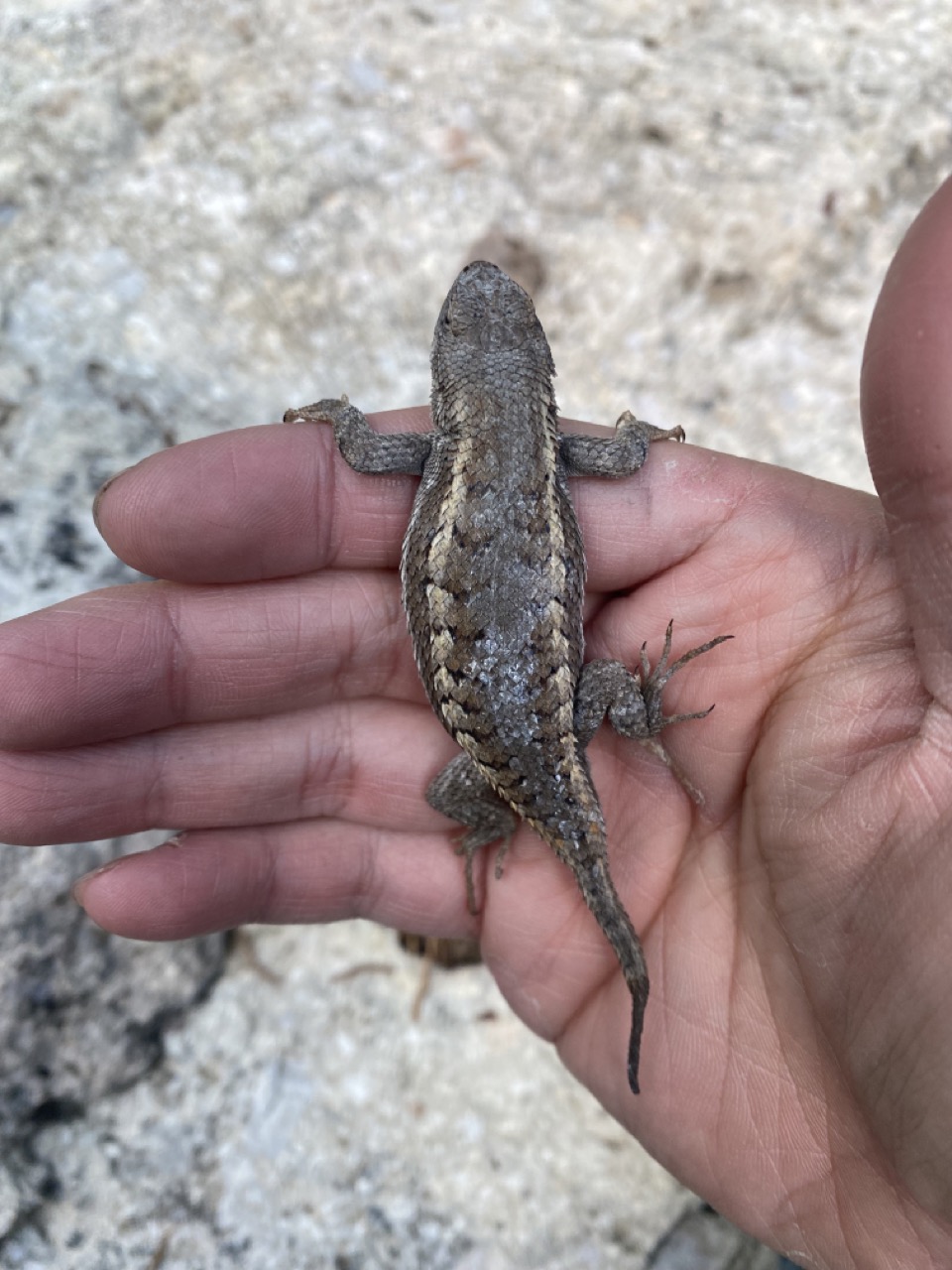 Striped plateau lizard