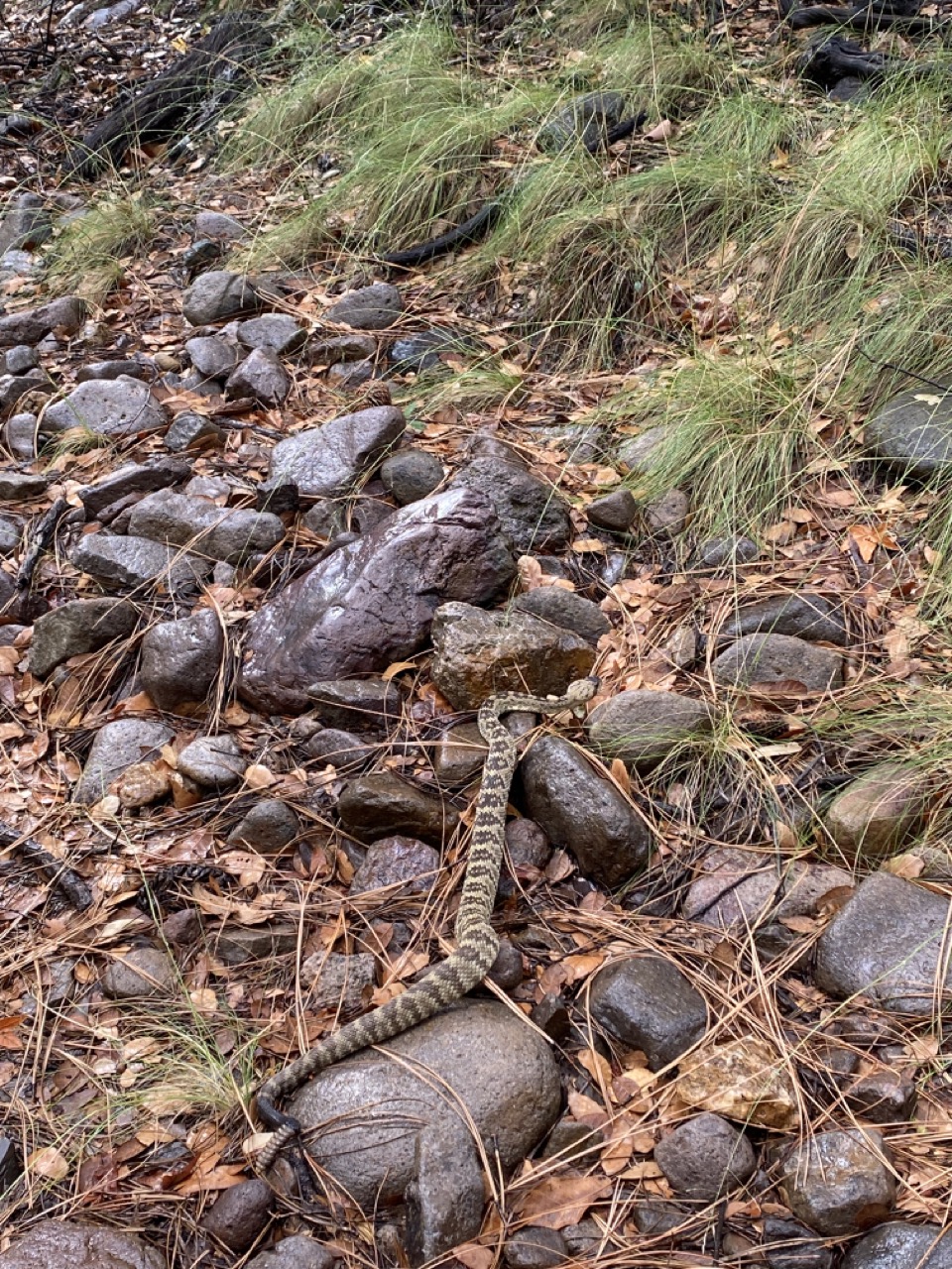 Black-tailed rattlesnake