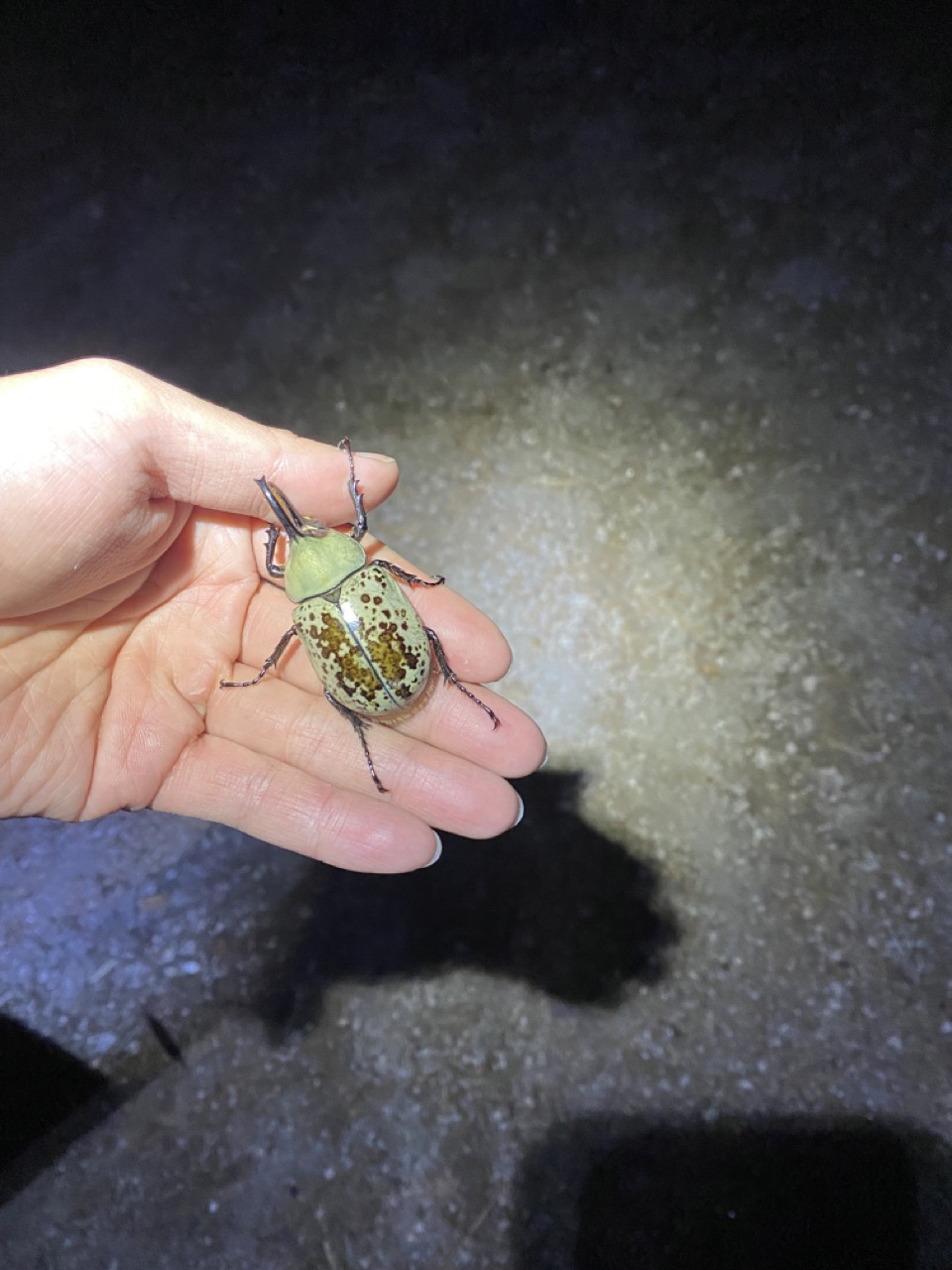 First male D. grantii