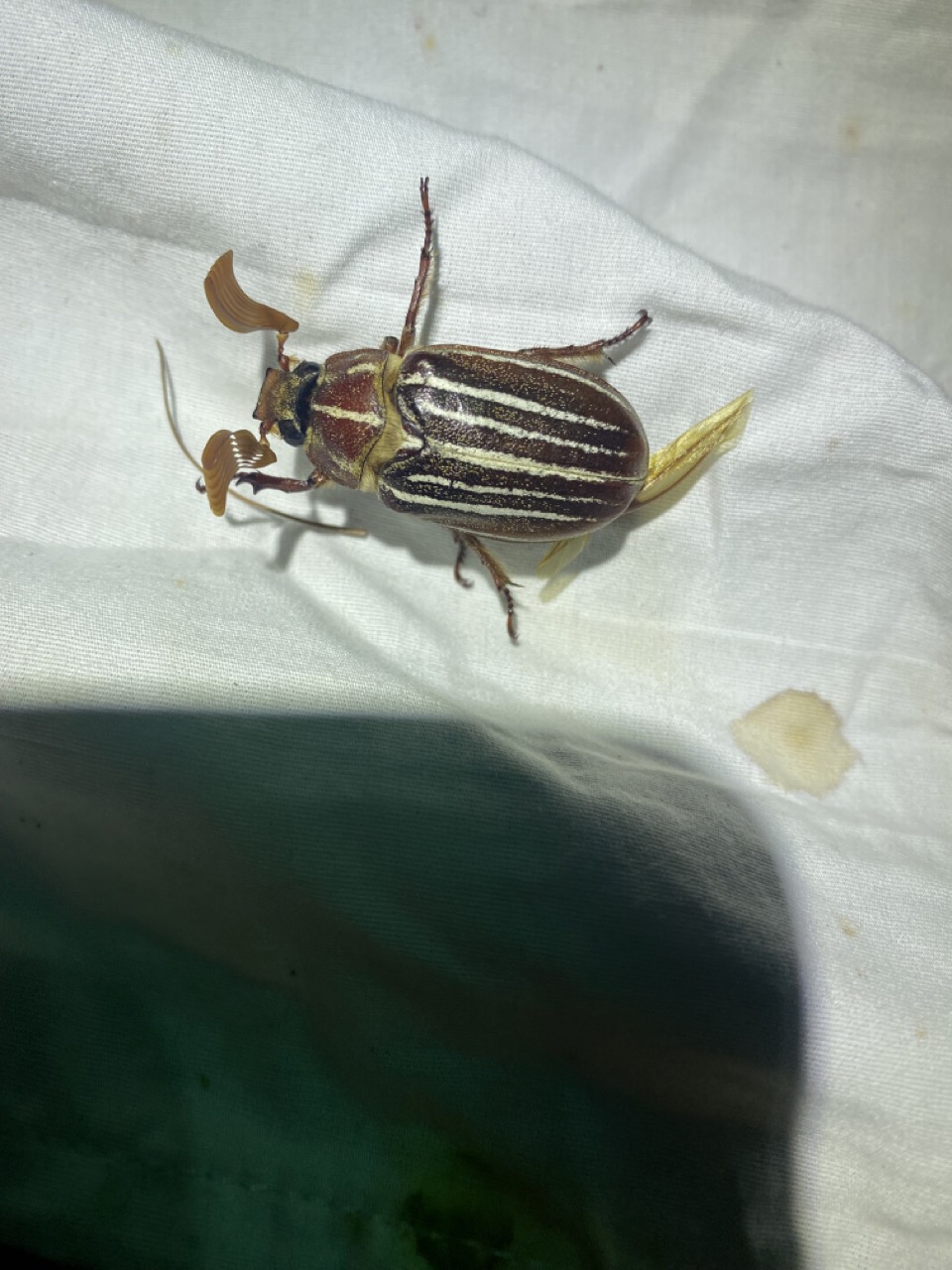 Ten-lined June beetle