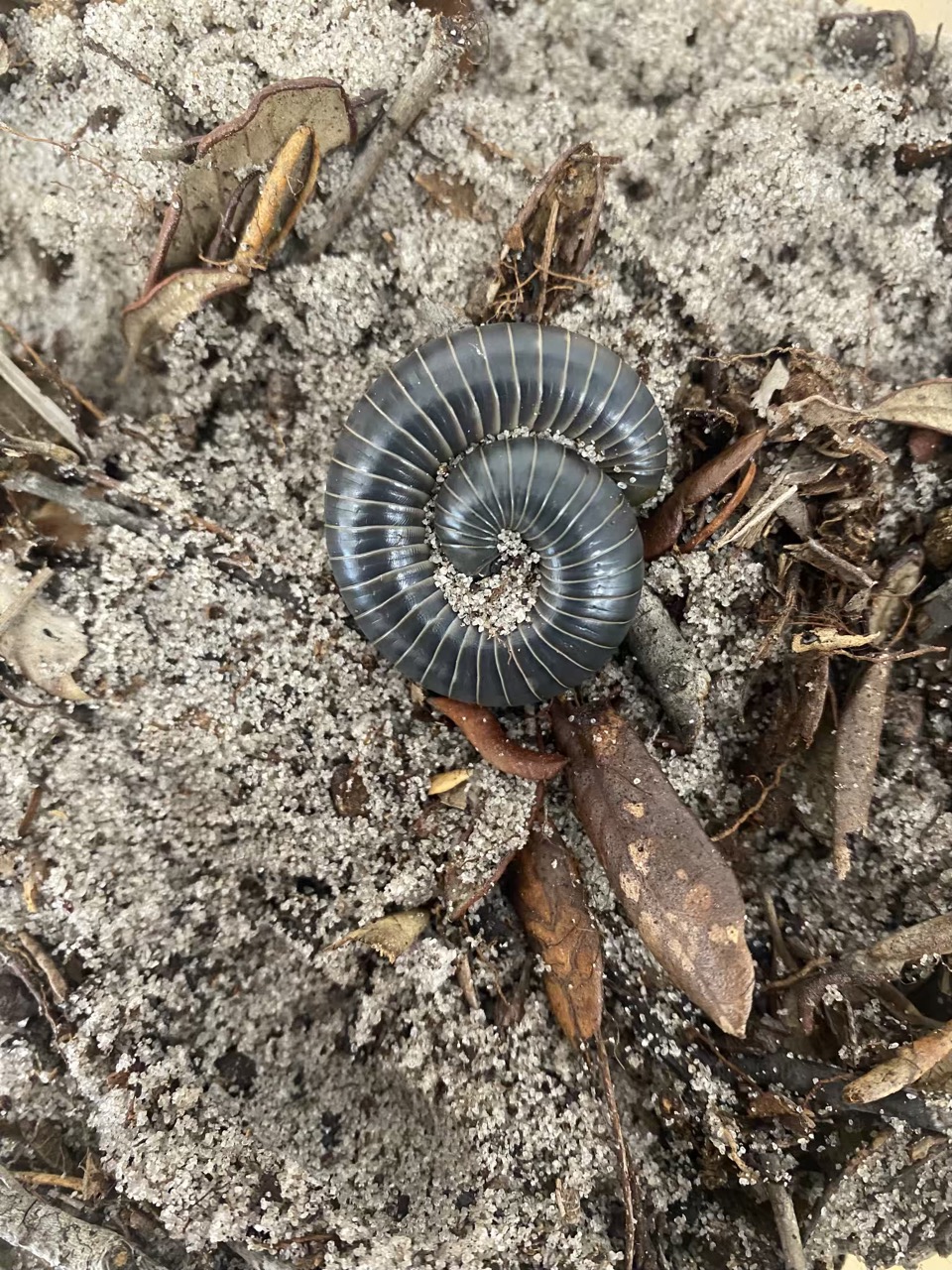 Millipede