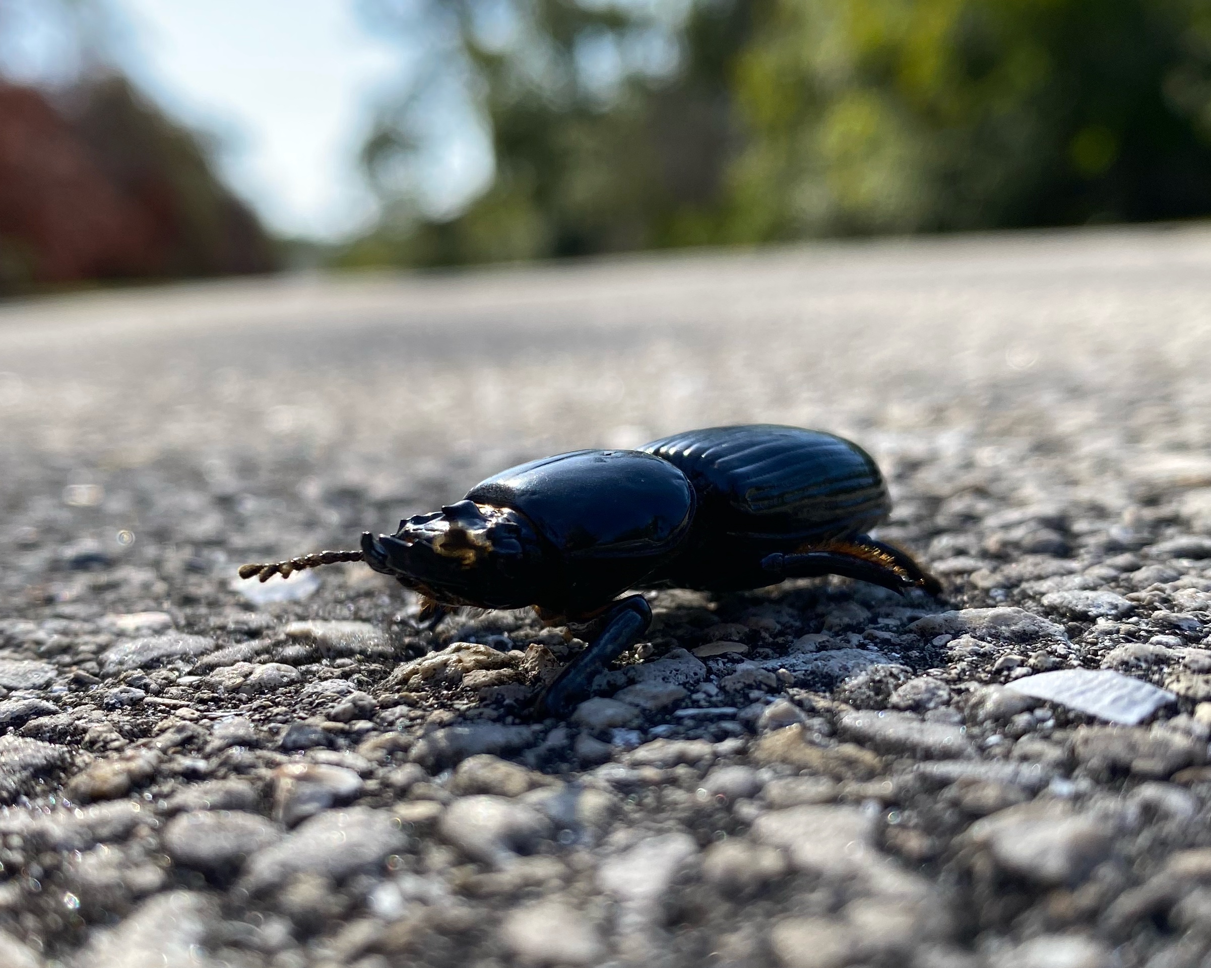 Odontotaenius floridanus